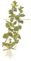 Bacopa caroliniana2